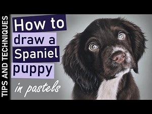How to draw a Cocker Spaniel puppy in pastels | Photo realistic pet portraits