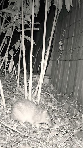 What Is This Tiny Aussie Digging For? #australianwildlife #wildlife #bandicoot