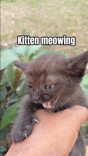 Cute Black Kitten Meowing