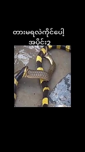 Diverse Snake Species: Color Patterns and Backgrounds