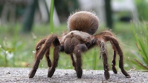 It's mating season for Texas tarantulas. Where are you likely to see them?