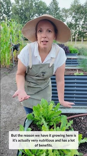 Growing Dandelions...On Purpose?! - Try Our Dandelion Seed In Your Garden!!