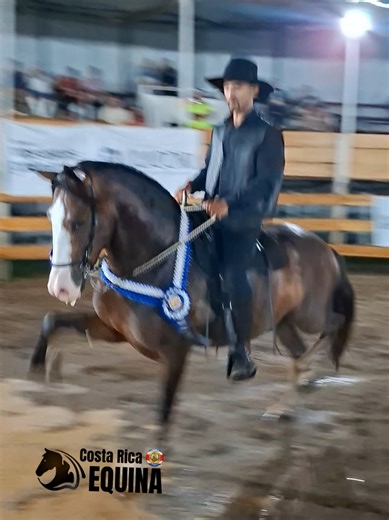 Videos de Caballos Bailadores Costa Rica (@eventospuriscalenos) con “Apagame La Vela - Marimba Orquesta Maria Isabel”