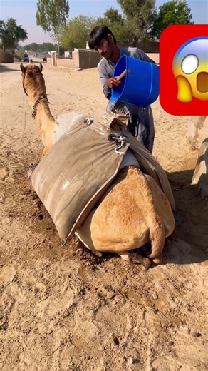 Filling water on camel