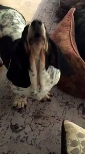 Today's sing along with Wawa and the Leggy Hounds, brought to you by Weis-Harris Productions, a division of Daphneyland. | Daphneyland Basset Rescue