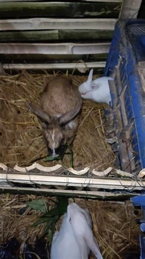 cute rabbit baby short video cute bunny eating compilation 😱❤️‍🩹😍 #shorts #shortvideo #shortsfeed