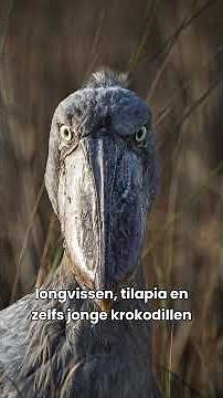 Op reis met Iris de Winter door Oeganda - Vogels en water | Sawadee Reizen