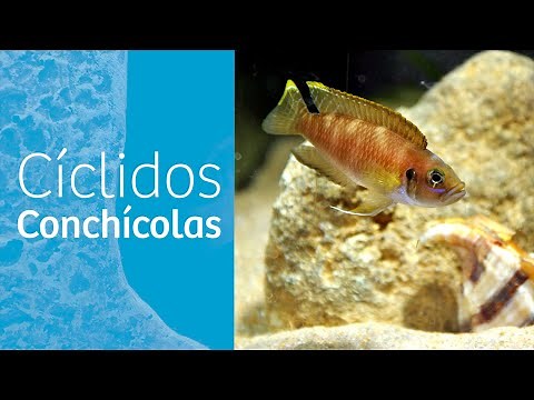 Conchícolas · Cíclidos africanos del lago Tanganica 🐚