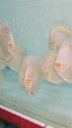 High body albino white butterfly | Winson Lau
