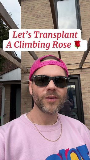 Transplanting a Climbing Rose: A Simple Guide