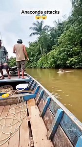 Anaconda attacks hippo #fblifestyles #SafetyFirst #wildlife #Amazing #anaconda #hippo #uploadlangarawaraw #AlwaysThinkPositive #ForEntertainmentPurposesOnly | Ton Ton Vlog