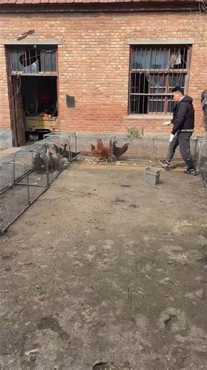 Smart Chicken Catching Tunnel That Saves Hours