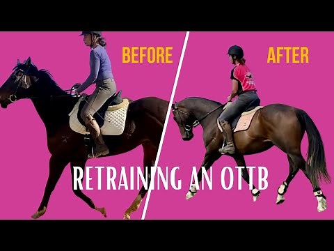 Retraining an Off The Track Thoroughbred Before and After #ottb #ottbretraining #OttbSuccessAcademy