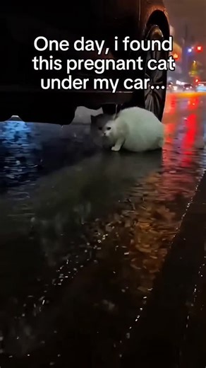 𝐇𝐨𝐧𝐞𝐲𝐩𝐞𝐚𝐜𝐡 🍒 on Instagram: "🌧️ A Fateful Rescue in the Storm The rain hammered down on the slick asphalt, turning the city into a shivering, monochrome blur. Yamato was hurrying home, his collar pulled high against the relentless downpour, when he heard it—a faint, distressed mewling, thin and weak beneath the roar of the storm. He stopped near a row of parked cars. The sound was coming from under a muddy, dark sedan. Kneeling down, he peered into the gloom. Huddled close to the tire