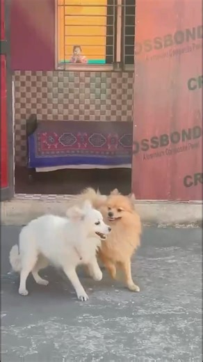 #puppylove#puppy#puppyfunnyvideo#shortvideo#funnycomedy#🐶🖇️🙈