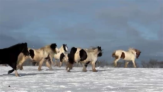 Winter at Hillside 2026... ...PLEASE SHARE Hillside is home to 2500 Rescued Horses, Ponies and Donkeys, 750 Rescued Cows, 750 Sheep and Goats, 300 Pigs and lots of other animals including many rescued dogs and deer... Main Sanctuary Office Address: Telephone: 01603 736200 Hillside Animal Sanctuary Hill Top Farm, Frettenham Norwich NR12 7LT | Hillside Animal Sanctuary