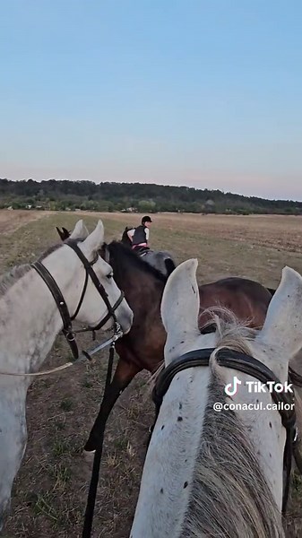 Videoclipuri postate de Conacul Cailor (@conacul.cailor) cu sunet original - Conacul Cailor