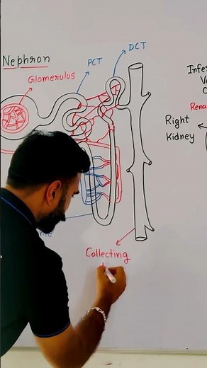 Nephron Diagram | Human excretory system #biologydiagrams