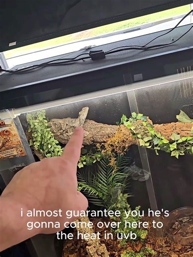 Just because a setup checks the basic boxes doesn’t mean it’s a good setup. For snakes, and honestly most reptiles, security matters just as much as heat and water. If the enclosure is too open, they feel exposed, stressed, and uncomfortable. That can lead to hiding constantly, feeding issues, and animals that just never settle in. A few branches, plants, leaf clutter, and visual barriers can make a world of difference. Bare minimum care and proper husbandry are not always the same thing. #exoti