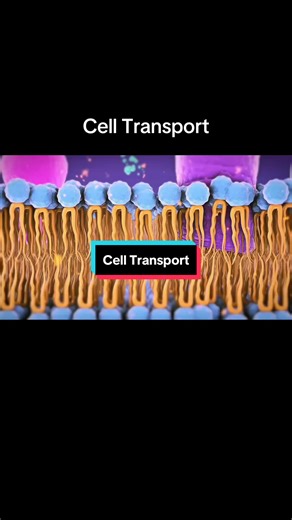 #anatomyandphysiology #biology #cell #sciencefacts | skeletal system anatomy