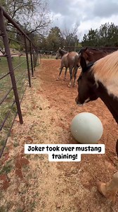 Joker fully embraces his name and runs mustang training today! Love and embrace your horses personalities to have happier horses! #scoutstrail #sillyhorse #painthorse #horsetraining #horsetrainer #horsetrainerlife #mustanghorse | Scout's Trail