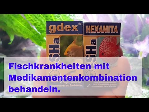 Fischkrankheiten im Aquarium mit Kombination von Medikamenten behandeln