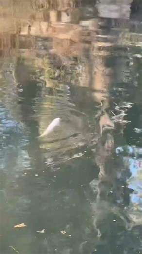 Swim bladder issues guys it was probably fine and no I did not cause this