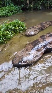 596K views · 10K reactions | The Giant That Cries Like a Baby! With...