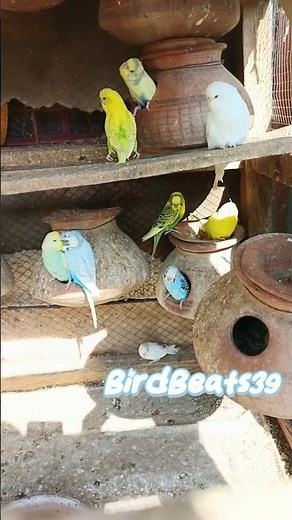 Budgies Chirping 🐦 | Happy Parakeet Sounds #budgies #chirping #birdnest