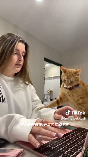 #cat #funny #fyp #foryou #catsoftiktok #tiktok