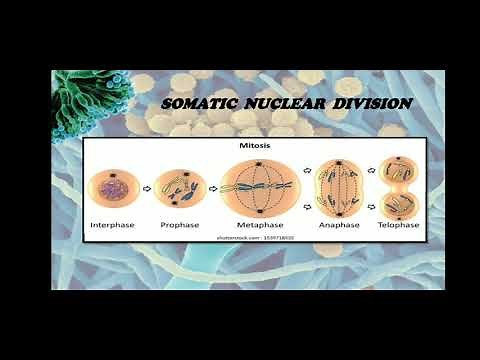 Fungi-Ultrastructure of fungal cell