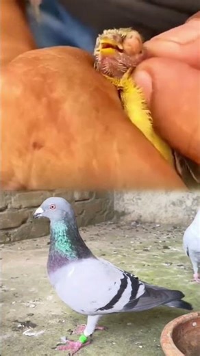 Baby Pigeon Eye Infection Treatment | Maggots Removed Safely 🕊️ | Bird Rescue & Vet Care