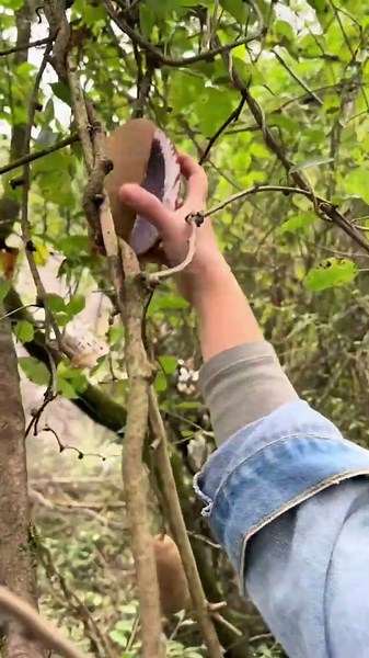 Fresh forest fruits, hand picked with care. #forestfinds #freshfruits #shorts