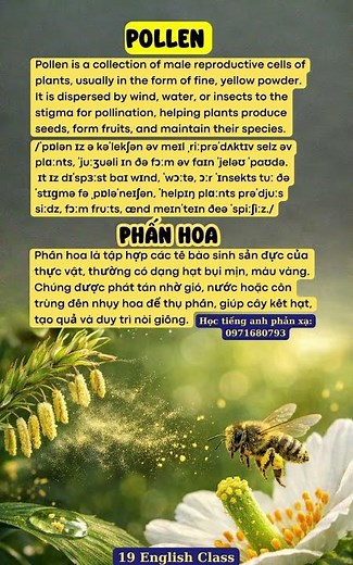(Voice)"Phấn Hoa" tiếng Anh là gì? #vocabulary #19english #studywith #hoctienganh #facts