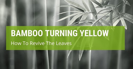 How To Revive Bamboo Leaves Turning Yellow? - Jack's Garden