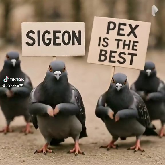 Sigeon Pex: The Ultimate Tuff Dance Challenge
