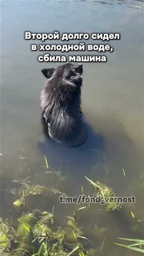 в приюте новенькие! #Саратов #верностьсаратов #вдобрыерукисаратов