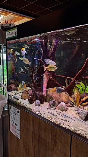 Amazing resident leopard bush fish 😍