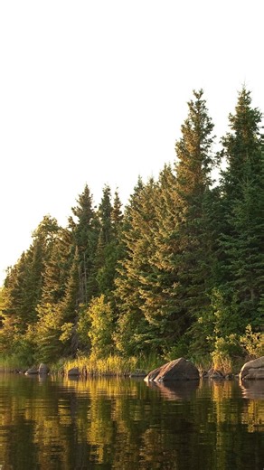National Tree Day is a reminder of the vital role forests play in our lives. 🌲 Canada’s boreal forest is a vast landscape where trees and wetlands: ✅ Store carbon in peatlands, keeping it out of the atmosphere ✅ Hold water during floods and release it in droughts ✅ Provide nesting habitat for 40% of North America’s ducks ✅ Benefit from Indigenous stewardship to guide sustainable, culturally respectful conservation Few wild places remain on Earth like the boreal forest. With a balanced approach,