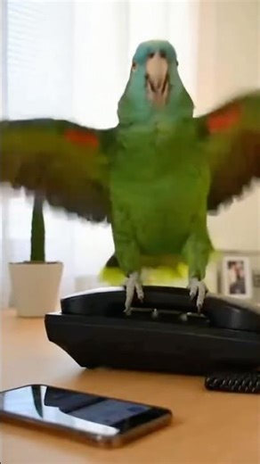 Parrot crying for help 🥹😂