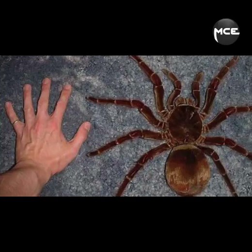 Goliath: découvrez l’araignée la plus répugnante du monde