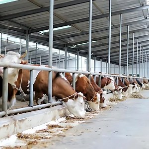 [Hot Item] Quick Built Steel Structure Building Cow Dairy Cattle House Shed Farm with Low Price