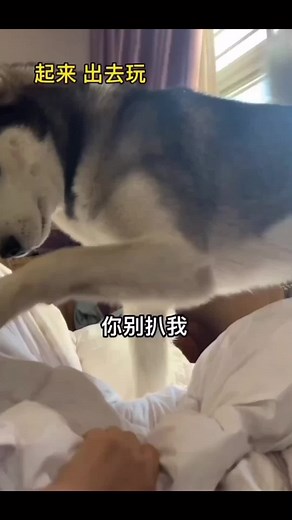 He must go out and play today #gocozypaws #huskyplaytime #dogplaying #mypethusky #huskyoutside #mydogplay #huskydogoftiktok #usa