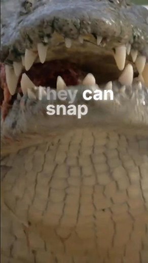 Top 5 Animals with the Most POWERFUL Bite Forces #NatureIsMetal