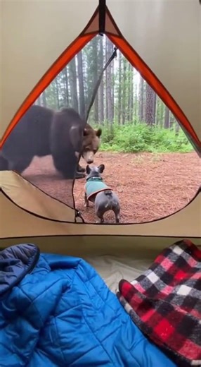 Brave French Bulldog Faces Curious Bear at Tent Entrance! 🐻🐶 #BearEncounter