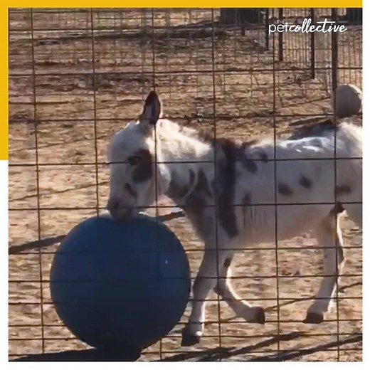 215K views · 4.3K reactions | This adorable animal loves playing with his exercise ball! | Try Not to Laugh | Facebook
