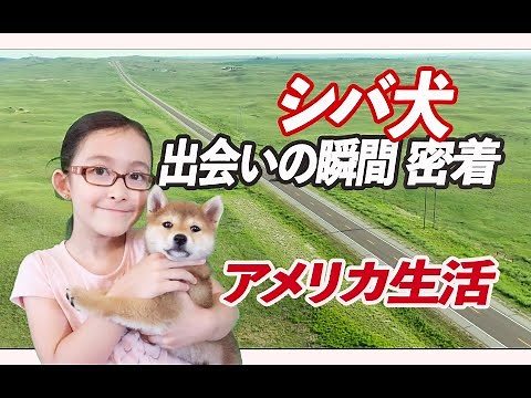 Picking up new family member/Shiba inu