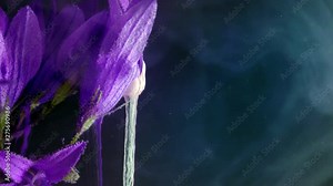 Flowers of a dalmatian bellflower (Campanula portenschlagiana).