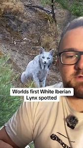 1K views · 1.5K reactions | World’s first White Iberian Lynx spotted  #wildlife #animalanomalies | Wildlife With Cookie | Facebook