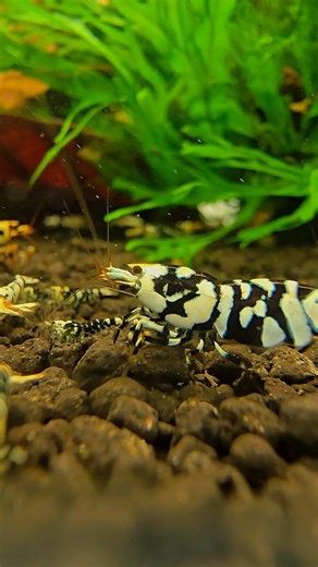 324 reactions · 60 shares | Du blanc et du noir… Voici une magnifique Fancy Black Tiger.  懶   戀  懶 À mes yeux, son pattern frôle la perfection. Et vous, qu’en pensez-vous ? 樂   Belle soirée à vous, les copains des crevetteux #shrimptanksofinstagram #shrimpaquaculture #shrimptank #crevette #shrimplovers #shrimpdumplings #caridinashrimps #beeshrimp #shrimphouse #nanoaquascape #crevette | Sam Shrimp | Facebook